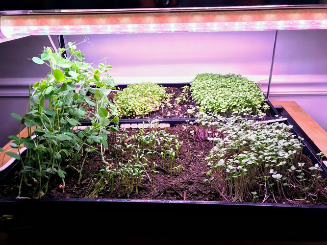 Growing vegetables indoors without sunlight using DIY grow light system