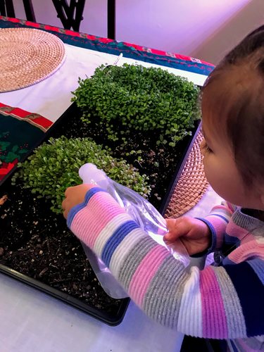 what are microgreens - kid watering