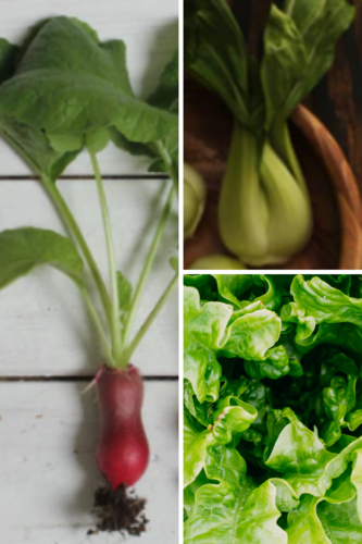 Vegetables that grow fast pac choi radish lettuce