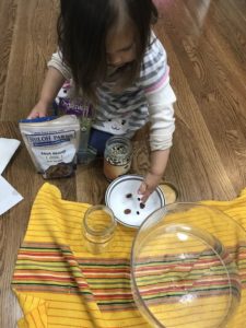 Activities to do at home with toddler sorting beans