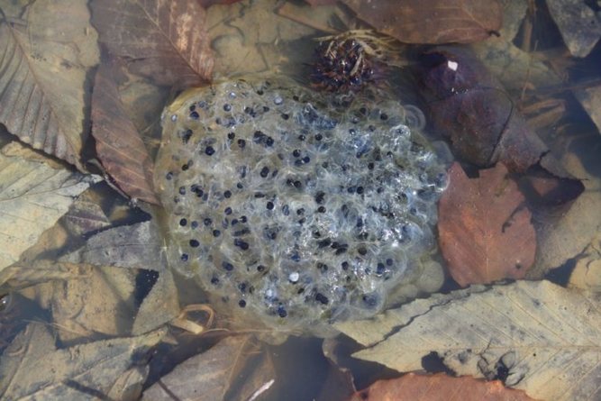 Frog Eggs