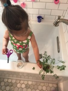Preparing Indoor Bathtub Garden With Greens