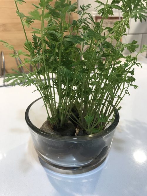 Activities To Do At Home With Toddler Regrow Carrots