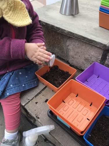 Toddler Sowing Microgreens Seeds