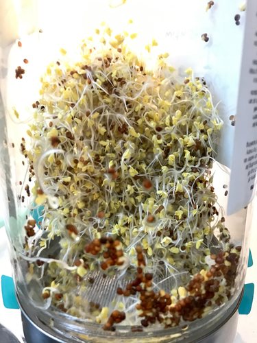 Day 4 Broccoli Sprouts