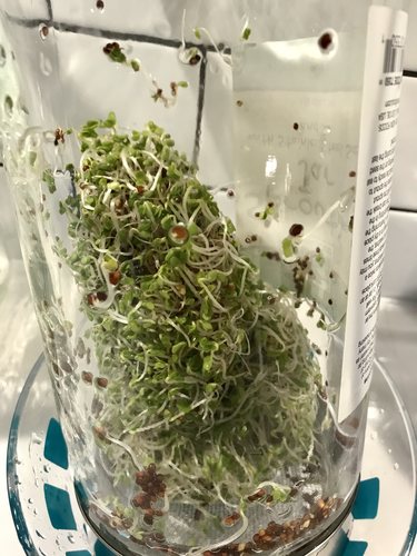 Day 5 Broccoli Sprouts_Chlorophyll