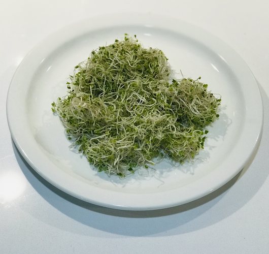 How To Sprout Broccoli Seeds_Ready To Eat