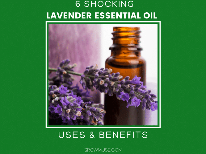 Essential Oil Lavender Benefits Featured Image