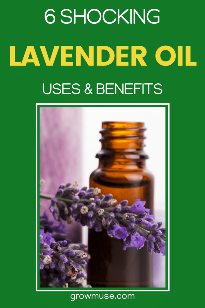 Essential Oils Lavender Benefits