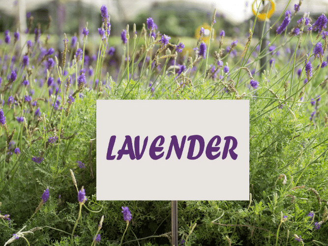 Essential oil lavender benefits origins