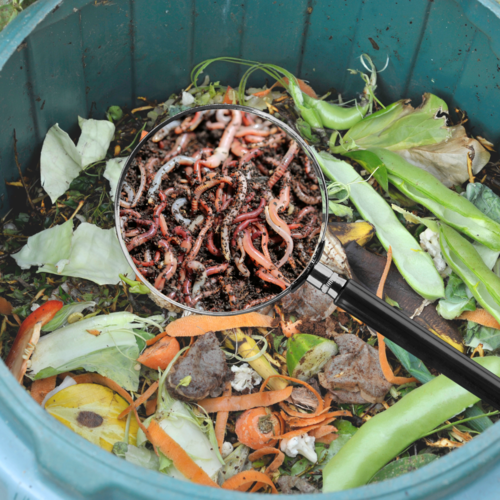 What is Vermicomposting Bin and Worms