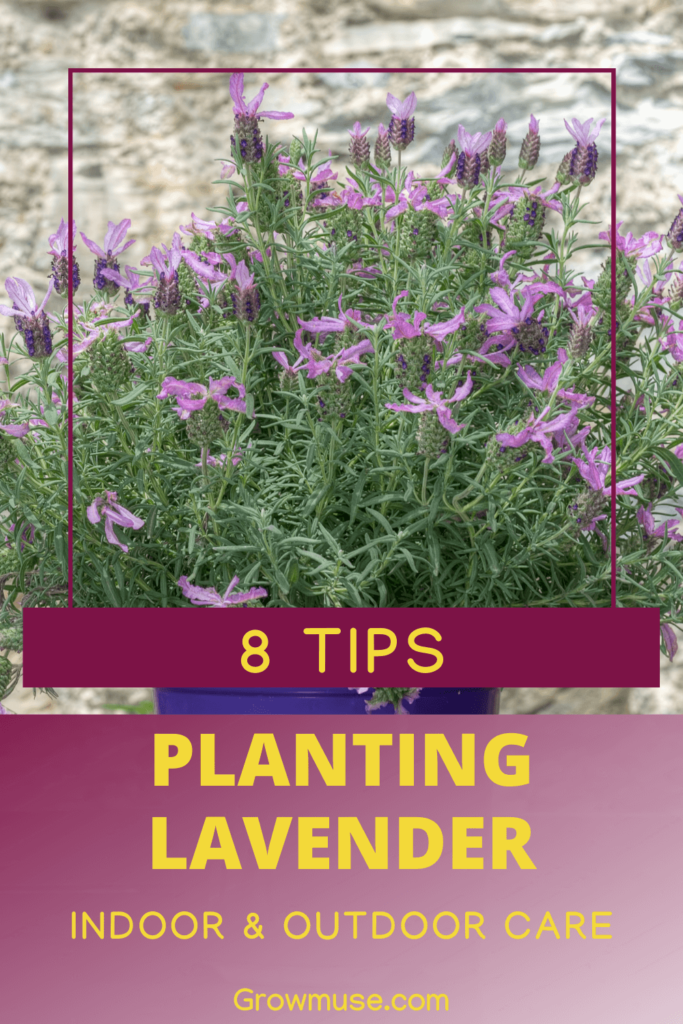8 Tips For Planting Lavender Pin