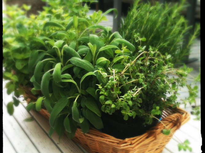 Growing indoor herbs Gardening Tips for beginners
