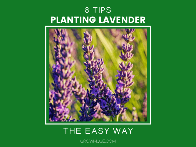 How To Plant Lavender Featured Image