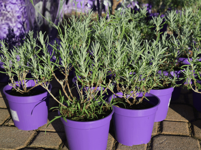 How To Plant Lavender From Transplant