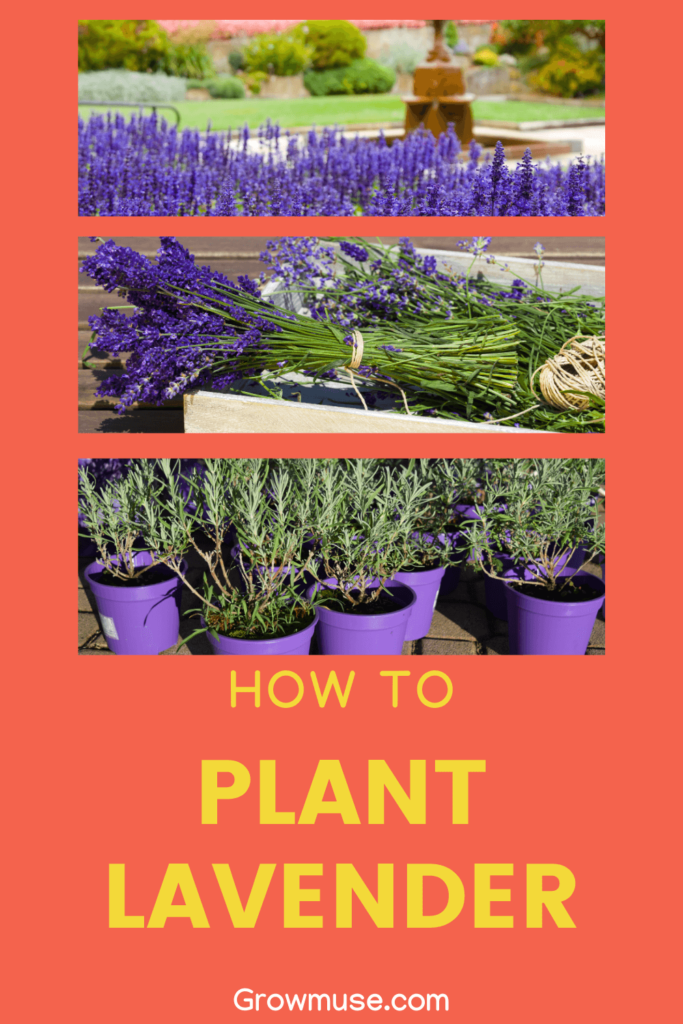 How To Plant Lavender Indoors and Outdoors Pin