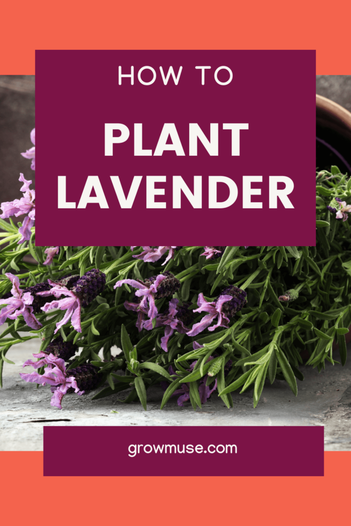 How To Plant Lavender Pin