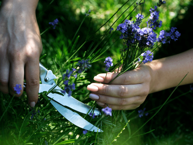 How To Plant Lavender & Prune Lavender