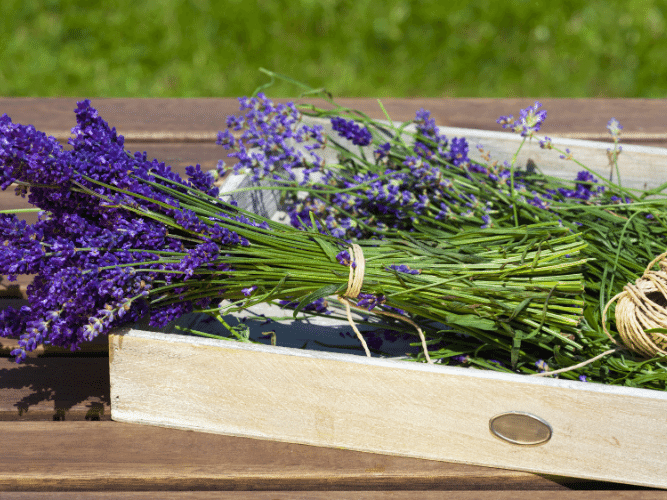 How To Plant Lavender and Bundle Lavender