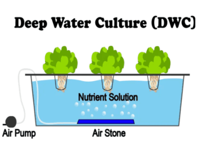 What is Deep Water Culture (DWC) Hydroponics