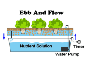 What Is Hydroponics? Fun Starter Kits For Quick Harvests - Growmuse ...