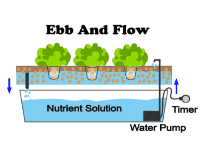 What is Ebb And Flow Hydroponics