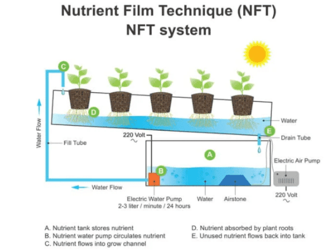 What is Nutrient Film Technique (NFT) Hydroponics