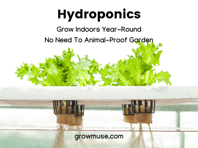 why choose hydroponics gardening